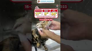 Promo 17an Petshop Indonesia