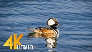 Nisqually National Wildlife Refuge in 4K UHD | Spring - Episode 2