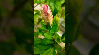 rare buds #gumamela #blooming #hibiscus #rareplants #lovelyflower