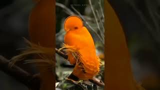 The Guianan Cock-of-the-Rock#shorts#viral#youtubeshorts#ytshorts #viralshorts#shortvideo#GuiananCock