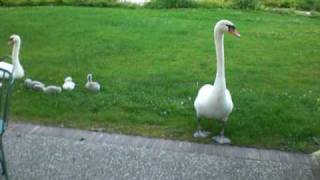 Attack of the Swans