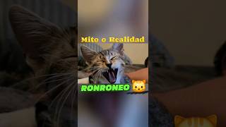 RONRONEO es Signo de Felicidad 🐱 MITO O REALIDAD 🐈 #amorgatuno