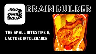 The Small Intestine and Lactose Intolerance | Real 3D Anatomy