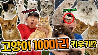 슈뻘맨이 고양이 100마리 키우면 생기는일?! 새로운 가족?!