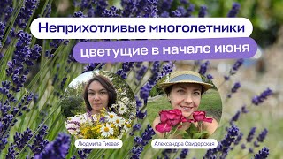 Неприхотливые многолетники, цветущие в начале июня | Прямой эфир школы «Умный садовник»