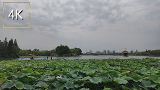 China City Walk | Jinan citizens gather at Daming Lake to watch the dragon boat race