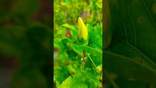 blooming buds #hibiscus #gumamela #ytshort #flower #rareplants #ytshort