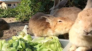 Rabbit attacking by gnawing