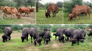 Indian cow & buffaloes playing in rein| cows  & buffaloes eating grass || Village life in Gujarat