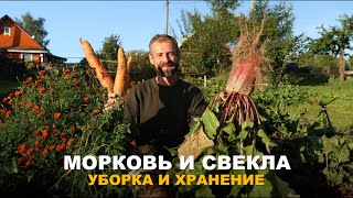 ГЛАВНОЕ ВОВРЕМЯ УБРАТЬ МОРКОВЬ И СВЕКЛУ С ГРЯДОК. Сроки уборки корнеплодов и их хранение.