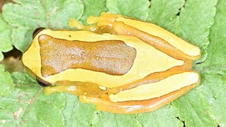 Coaxar da perereca Dendropsophus elegans briga por disputa de território