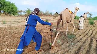 Video of the life of desert camels