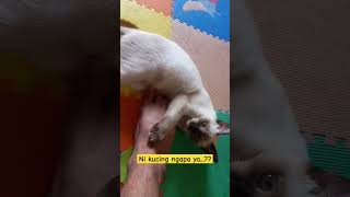 Ni Kucing Ngapa ya #viralvideo #kucinglucu #shortvideo