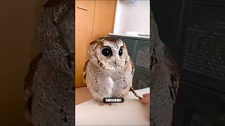 The Comical Owl! #all #animals #wildanimals #cute #funny #dance