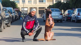 فيلم قصير " بسبب كلب تبدلات حياتو من بعد مكان شمكار 🎬