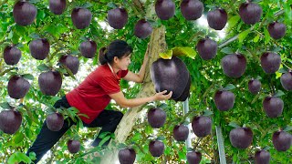 AMAZING!Harvest Immortality Fruit To Sell | This fruit is used to soak in wine, have you tried it?