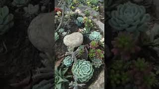 Succulent arrangement #succulentarrangement