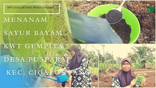 MENANAM SAYUR BAYAM KWT GEMPITA, DESA PUSPARAJA, KECAMATAN CIGALONTANG