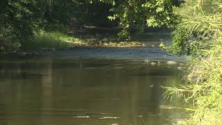 Salmon in Mill and Deer Creeks