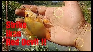 Mancing Ikan Red Devil