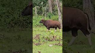 Bison#viral#bison#shorts#short#wildlife#wildanimals#jungle#bisons#gour#yt#shortsfeed#forest#reels#yt