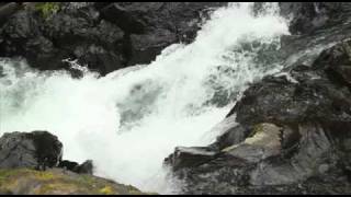 Salmon Jumping Salmonberry.mov