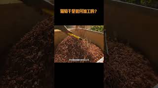 葡萄干是如何加工的？#葡萄干 #葡萄 #科普 #制作过程