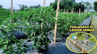 Pemupukan III "LAHAN JANDA" Tanaman Cabe.