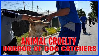 Animal Cruelty - The Horrors of Dog Catchers in Serbia