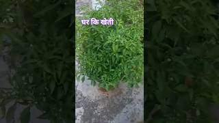 घर की छत पर करी खेती🌿 छत पर लगाएं बैंगन के पौधे 🍆#nature #green #naturelovers #viral#shorts#ytshort