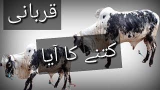 Qurbani ka Janwar A gya 🐃🐂 Kitna Ma mila