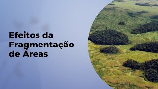 OS EFEITOS DA FRAGMENTAÇÃO DE ÁREAS PARA OS ANIMAIS