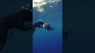 Redirecting sharks, especially tigers, is key for safety🦈⚠️#shorts #shortvideo #viralvideo #trending