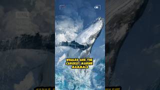 whale facts#facts #shortvideo #shorts