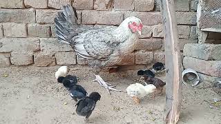 New Born Chicks || Hen Breeding || Chick's