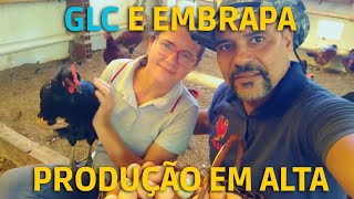 GLC e EMBRAPAS 05I. Colhendo Ovos e Falando Sobre Manejo Diário #galinhacaipira #criacaodegalinhas