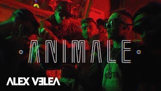 Alex Velea - Animale