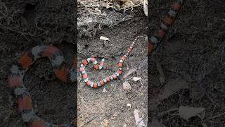 Vibrant Northern Scarlet Snake Under a Rock!