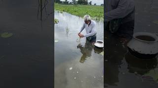 Amazing village fishing #fish #fishspecies #freshwaterfish