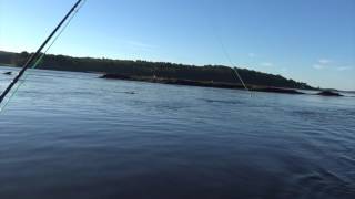 Seals on the Kennebec River