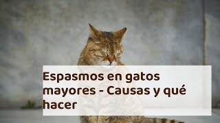 Espasmos en gatos mayores - Causas y qué hacer