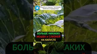 Больше Никаких Слизней, Гусениц и Вредителей на Капусте! Всего 1 ЛОЖКА.. #капуста #огород #дача #сад