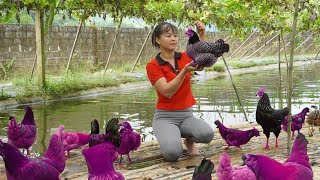 Harvest Ducks & Chickens Goes To Market Sell - Take care animals in farm | Anh Free Bushcraft