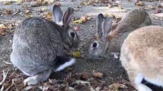 Unfortunately, the rabbits didn't get along.