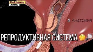 3D Анатомия мужскои репродуктивнои системы  Мужская фертильность и бесплодие