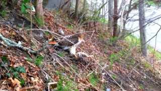 Red-Tailed Hawk Devours a Rabbit