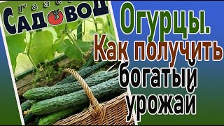 Огурцы. Как получить богатый урожай