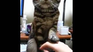 Cat politely refuses attention