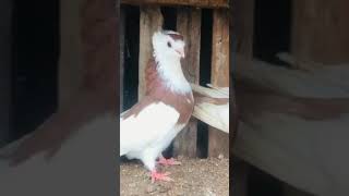 Double colour short face pigeon fancy Pigeon