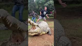 Gutsy Blokes playing with Dinosaurs #dinosaurs #crocodile